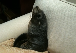 В Новой Зеландии морской котик заполз в дом и лег на диван