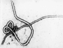 Ученые находятся на пути создания вакцины от вируса Эбола