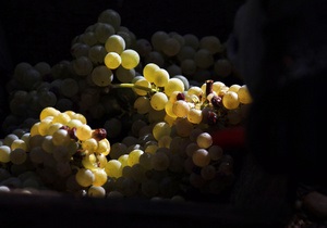 Новости науки: Французы  импортировали  искусство виноделия из Италии