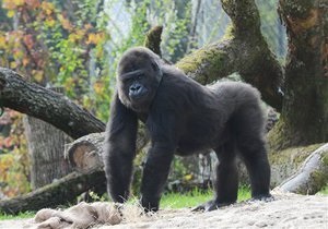 В Швеции горилла бросила камень в посетительницу зоопарка