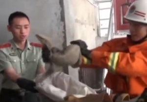 Новости Китая - странные новости: В дом жительницы Китая влезла огромная ящерица