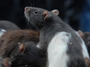 В лесах Папуа-Новой Гвинеи обнаружили почти метровую крысу