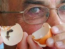 В курином яйце нашли детеныша геккона