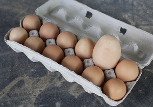 В ОАЭ из куриного яйца вылупилась дрофа