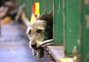 В Киеве бездомных животных не будут отлавливать до конца зимы