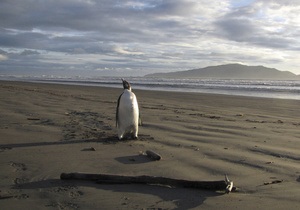 Пингвин, заплывший по ошибке в Новую Зеландию, будет доставлен в Антарктиду