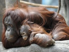 На Борнео обнаружена новая популяция орангутангов