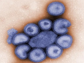Вирус гриппа А/H1N1 впервые обнаружен у птиц
