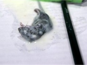 Жительница Луганской области заявила, что обнаружила в кефире дохлую мышь