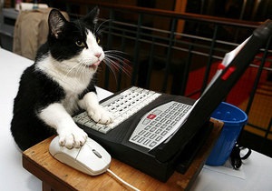 В Британии кот устроил сюрприз хозяину, вызвав по телефону полицию