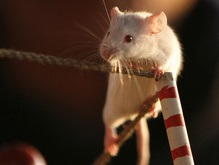 Крысы умеют мыслить аналитически