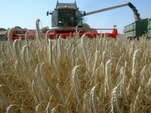 Украина увеличила квоты на экспорт зерна