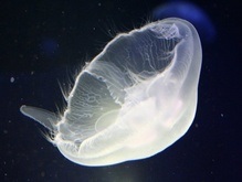 Волгу заселили пресноводные медузы