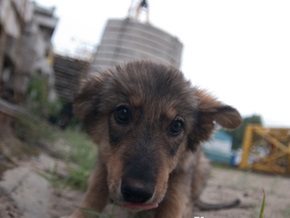 Во всех районах Киева появятся площадки для выгула собак