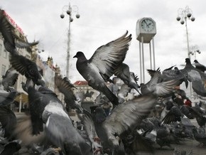 Голуби способны отличить плохое искусство от хорошего