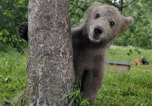 Бурый медвежонок поселился в словенской семье
