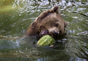 Новости Украины: В Карпатах медведи спасаются от жары холодными ваннами и пивом