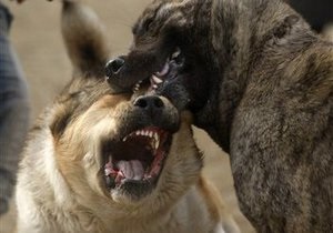 Немецкий суд обвинил женщину в том, что ее укусила собака