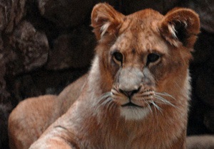 В Египте преступник натравил на полицейских льва. В животное выпустили 200 пуль