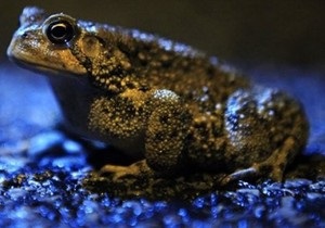 Ученые впервые описали предчувствие землетрясения у жаб