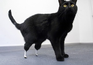 В Британии ветеринары снабдили кота протезами
