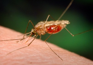 Репелленты быстро прекращают отпугивать комаров