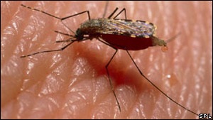 Фонд Билла Гейтса: малярия гораздо опаснее, чем думают