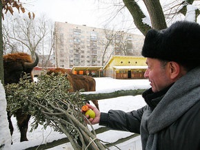 Матрешки Ющенко, Тимошенко и Черновецкого будут продавать в столичном зоопарке