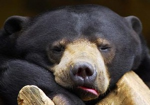 Киевский зоопарк решил усыпить малайского медведя