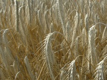 Минагрополитики предлагает увеличить квоту на экспорт зерна