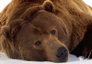 В Швейцарии застрелили единственного в стране медведя
