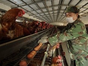 18-летний китаец стал очередной жертвой птичьего гриппа в стране