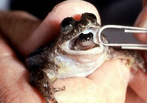 Новости науки - клонирование животных: В Австралии решили  воскресить  лягушек, которые рожали через рот