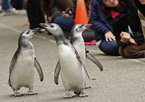 Ученые: Гомосексуальные союзы среди пингвинов недолговечны
