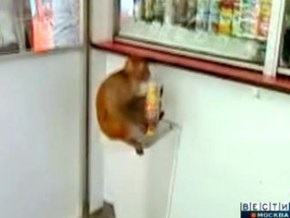 В центре Москвы завелись голодные обезьяны