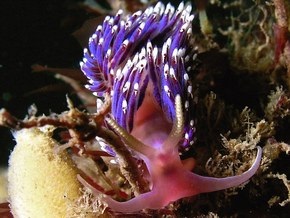 В Северном море водолазы сфотографировали экзотические светящиеся организмы