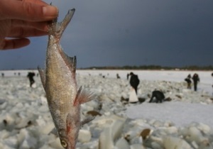 На Киевском водохранилище погибли сотни тонн рыбы