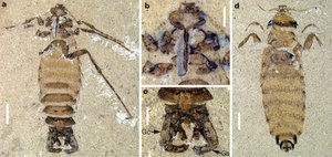 В Китае обнаружили останки гигантской блохи Юрского периода