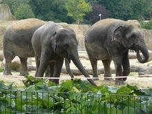 Зоологи: Престарелые слоны помогают выжить целому стаду