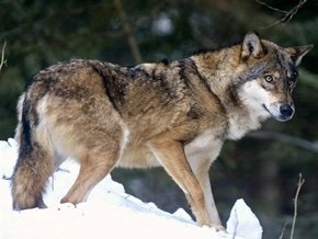 В грузинской деревне нескольких человек покусали волки