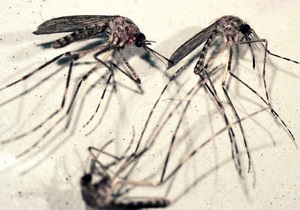 Биологи открыли способность малярии наводить комаров на людей