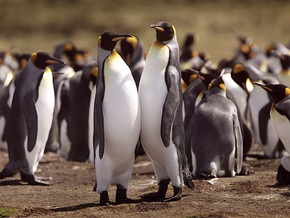На пляжах Бразилии найдены десятки мертвых пингвинов