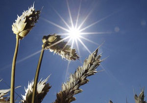 Ученые вывели пшеницу, устойчивую к солевому стрессу