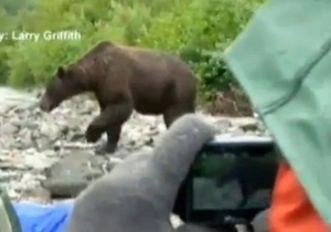На Аляске туристы удивили медведя гризли, никак не отреагировав на его атаку