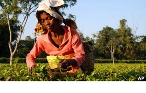 Работники чайной плантации в Индии сожгли своего босса