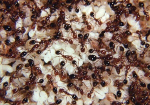В США гаджеты портят  сумасшедшие  муравьи, против которых бессильны химикаты