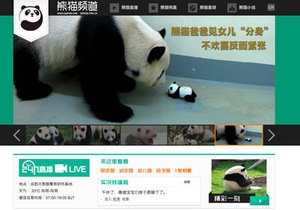 Новости китая - новости о животных: iPanda. Китайцы смогут круглосуточно наблюдать за пандами в сети