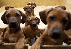 Собачье счастье: где немцы покупают щенков