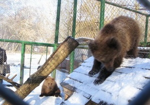Омельченко купил для Киевского зоопарка медвежат Настю и Потапа