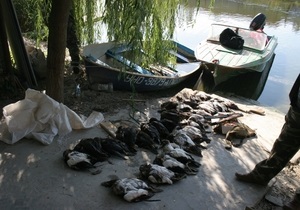В Николаевской области браконьеры подстрелили десятки внесенных в Красную книгу птиц